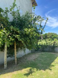 dos árboles en un patio junto a una pared en Suítes classic, en Búzios