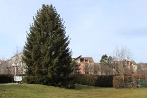 un grand pin dans une cour avec des maisons dans l'établissement Hôtel Mélodie, à Bellignat