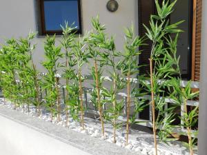 a row of bamboo plants in front of a house at Casa Jotti in Cardano al Campo