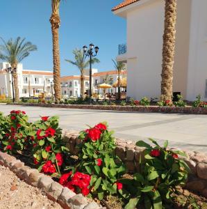 a row of red roses in a flower bed in front of a building at Blue Residence Dahab in Dahab