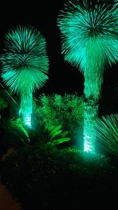 two green palm trees are lit up at night at Le Cocoon Lodge du Gapeau & Massage in Solliès-Pont
