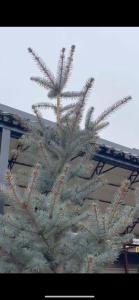 ein grüner Weihnachtsbaum vor einem Gebäude in der Unterkunft Зона отдыха в горах in Birgulyuk