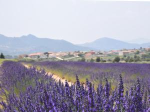 a lavender field with purple flowers in the foreground at El Calar - Casas Rurales Luis in Moratalla