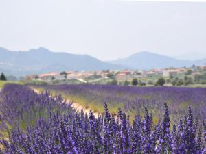 a lavender field with purple flowers in the foreground at Casas Rurales Luis in Moratalla