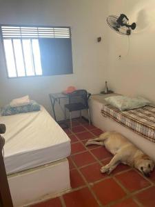 een hond op de vloer in een kamer met twee bedden bij Casa de praia em Muriú in Ceará-Mirim
