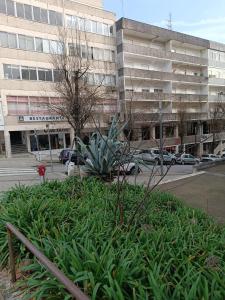 un gran edificio en una calle de la ciudad con una planta en Residencial S. Gião, en Valença