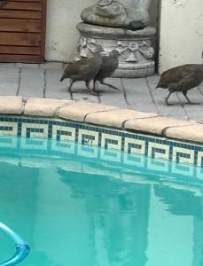 three birds walking next to a swimming pool at Sunset Waves Bloubergstrand in Sunset Beach