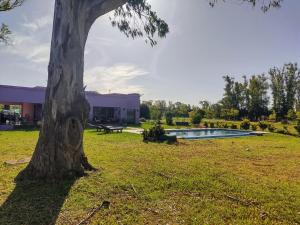 a tree in the grass next to a swimming pool at La Asunción 114 in Luján