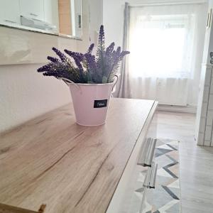 una pianta in vaso seduta sopra un bancone della cucina di Apartament Elegant - Zona Alfa a Arad