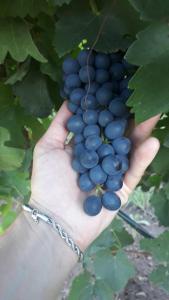 a hand holding a bunch of blue grapes at Portezuelo de árboles 