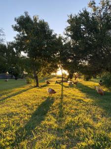 a group of animals laying in the grass under trees at Portezuelo de árboles in Panaholma +18 photos