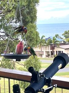 two birds sitting on a bird feeder on a fence at Bowen Sunrise Retreat Homestay in Bowen