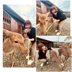 kolaż zdjęć kobiety karmiącej jelenie w obiekcie Follow Me designed B&B w mieście Dongshan