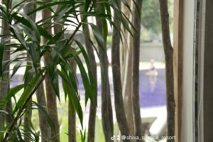 zbliżenie rośliny przed oknem w obiekcie Shiva Sunrise Resort w mieście Hikkaduwa