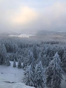 una vista aerea di un bosco di alberi ricoperto di neve di Klidné ubytování v Orlických horách a Orličky