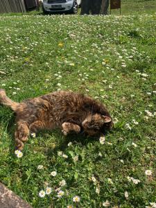 Domáce zviera alebo zvieratá hostí v ubytovaní Getreidekasten auf einer Lamafarm