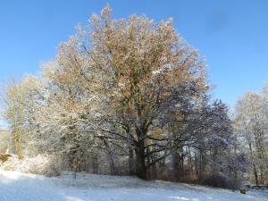 un gran árbol en un campo con nieve en Residenz am Ziest, en Lalendorf
