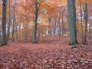 un montón de hojas en el suelo en un bosque en Residenz am Ziest, en Lalendorf