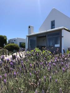 a field of purple flowers in front of a house at Tern Beach Studio in Jacobs Bay +13 photos