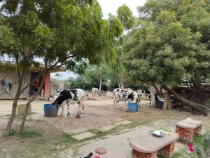 un grupo de vacas bebiendo agua de cubos en Mayur Villa, en Agra