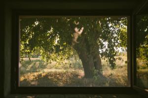 una finestra con vista su un gatto su un albero di B&B Le Tamerici a San Giorgio di Pesaro