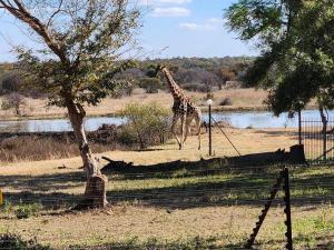 a giraffe walking in a field next to a tree at Wild and Water Dinokeng in Dinokeng Game Reserve