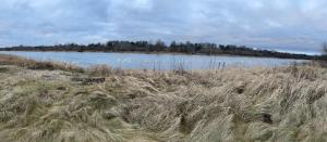 een veld van hoog gras naast een meer bij Dom Leśny z Sauną 