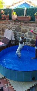 a dog jumping into a pool of water at La Casina de Asturias in Mieres