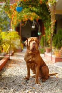 Fotografie z fotogalerie ubytování Hotel sauraha village v destinaci Sauraha