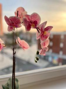 un groupe de fleurs d'orchidées roses dans une fenêtre dans l'établissement Appartement 6/8 pers Plage à 10min NETFLIX, à Dunkerque