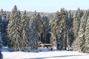 un grupo de árboles con nieve. en Haus Allgäu Ruh, en Görisried