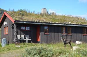 a goat standing in front of a black house at Tyinholmen Høyfjellsstuer in Eidsbugarden +8 photos