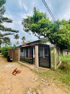 a dog laying on the ground in front of a building at Breeze Blows- Solitude Holiday Home in Matara