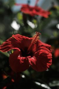 Prinsotel La Caleta外面的花园