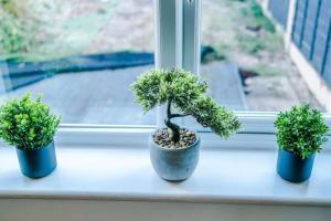 three potted trees sitting on a window sill at The Olive Suite in Clock Face