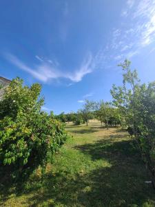 an apple orchard with trees and a blue sky at Naturaleza-Gîte Ecureuils in Tournon-dʼAgenais +8 photos