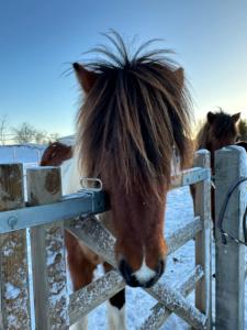 een paard dat zijn hoofd over een hek steekt bij Stajnia Lipowo 45 in Lipowo