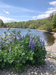 a bush with purple flowers in front of a river at Glenfeshie Hostel in Insh