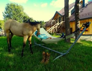 Folwark Kuźniaki-Agroturystyka i Konie, Gorąca Bania في Strawczyn: حصان يقف بجانب شخص في أرجوحة