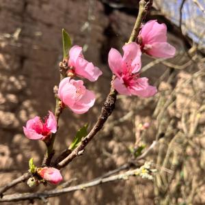 a bunch of pink flowers on a tree branch at Hotel Santa Fe in Chignahuapan +100 photos