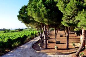 Eine Straße mit Bäumen neben einem Feld in der Unterkunft Villa Maria in Castelvetrano Selinunte