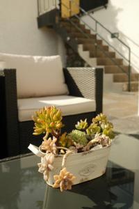 a potted plant sitting on top of a glass table at CASA15 Guesthouse Funchal in Funchal