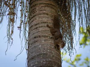a squirrel climbing up the side of a palm tree at Bangalô Ilhabela in Ilhabela