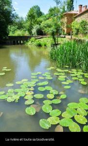 a pond with lily pads in the water at Cocon cosy et déconnecté 30min Puy du Fou - 2 chambres et 1 canapé lit in Bazoges-en-Pareds