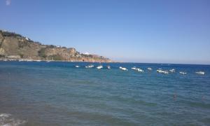a large group of animals in the water at Salvone's house B&B in Giardini Naxos