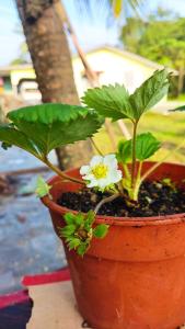 巴西富地的住宿－Nik Legacy Homestay，花盆中花白的植物