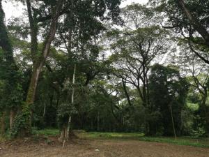 un bosque lleno de árboles y un camino de tierra en Cabañas Mantas, en Tarcoles