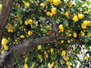 Victorian Oasis: Charm & Convenience Near Lake Merritt في آوكلاند: شجرة مليئة بالكثير من الليمون