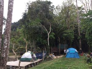 un grupo de tiendas de campaña en un campo con árboles en Khaosok August Freedom Camp en Khao Sok