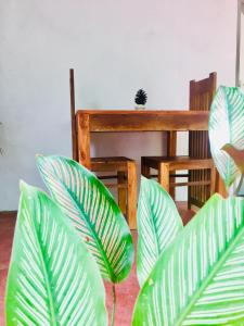 un groupe de plantes vertes dans une pièce dans l'établissement Ostello Surf Resort, à Ahangama
